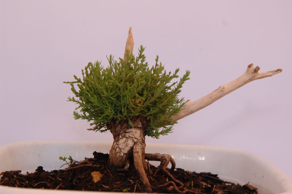 Juniper Bonsai Cyprus