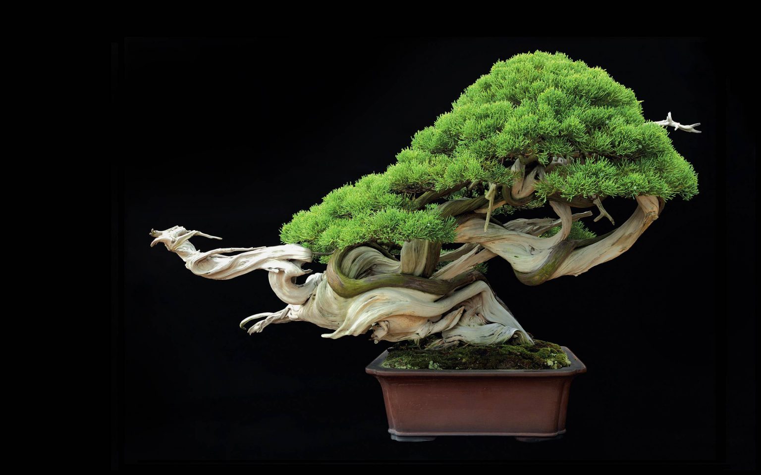 Bonsai Cyprus Cyprus Bonsai Trees & Supplies Buy Bonsai Online