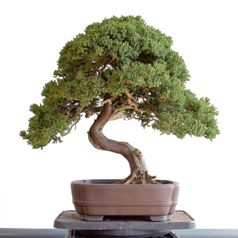 Bonsai Cyprus Cyprus Bonsai Trees & Supplies Buy Bonsai Online