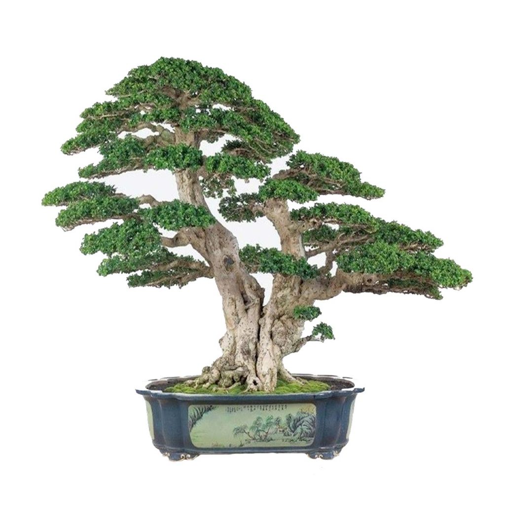 Bonsai Cyprus Cyprus Bonsai Trees & Supplies Buy Bonsai Online