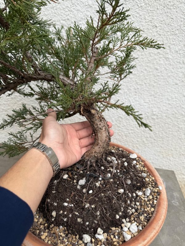Juniper - Image 4