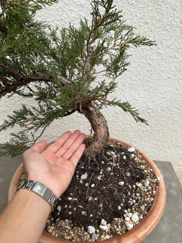 Juniper - Image 3