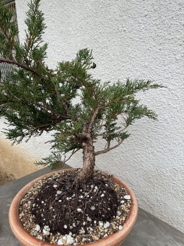 Juniper - Image 2