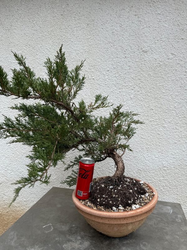 Juniper